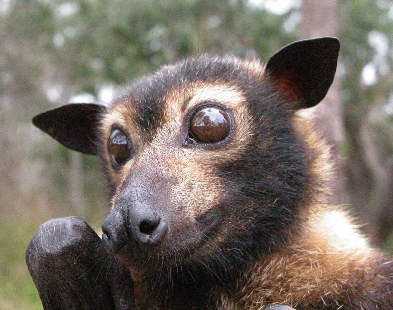 Image of Spectacled Flying Fox